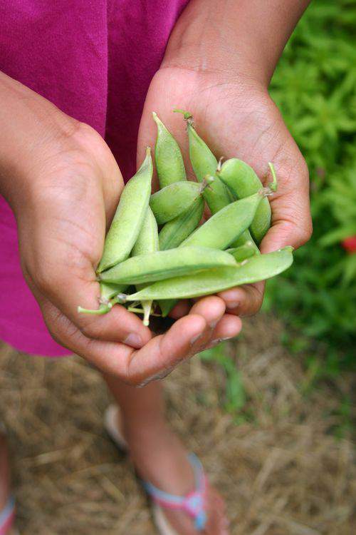 Blog barn beans3