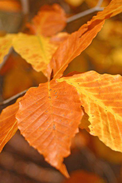 Blog fall harvest leaves