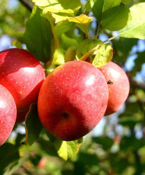 A Bushel of Apples