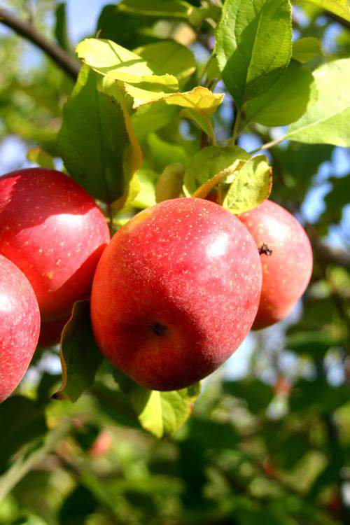 A Bushel of Apples