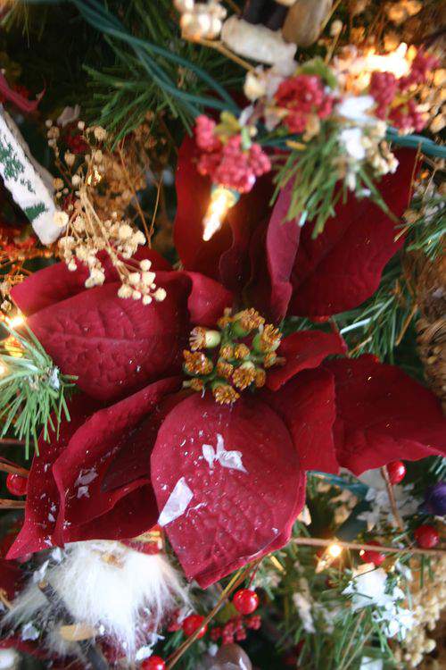 The Pleasure of Poinsettias - Celebrate Creativity