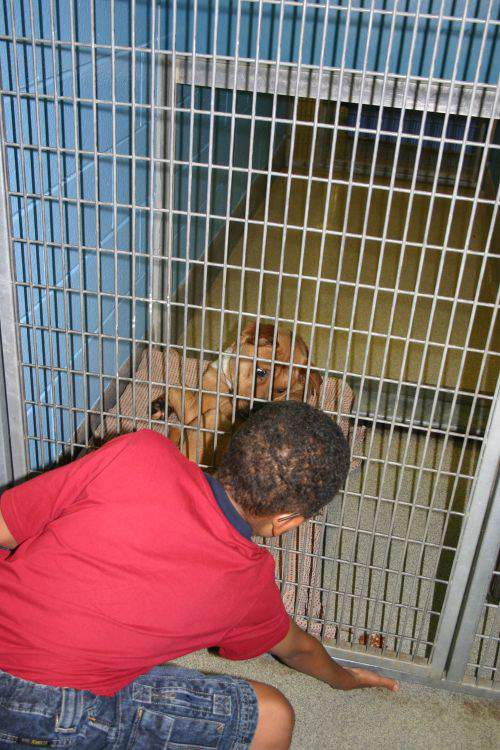 Blog dog treats cage