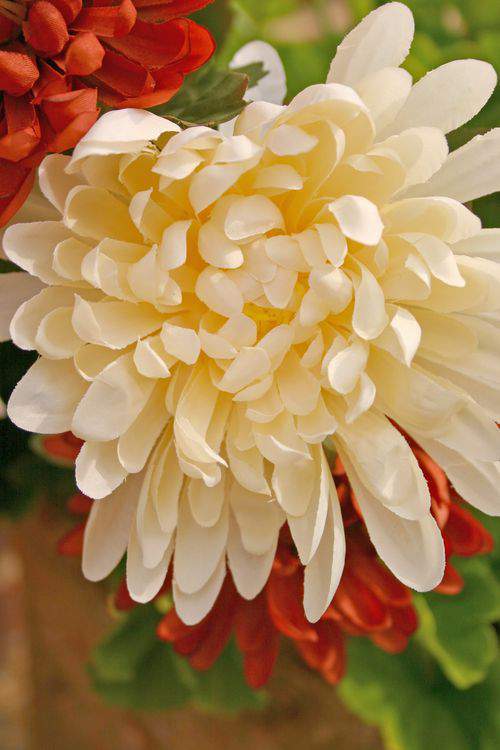 Blog daisies close