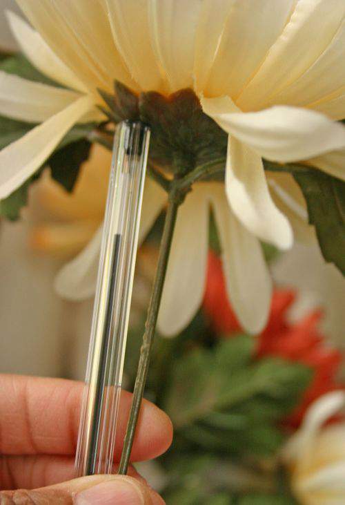 Blog daisies stem
