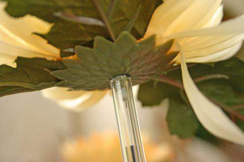Blog daisies tip