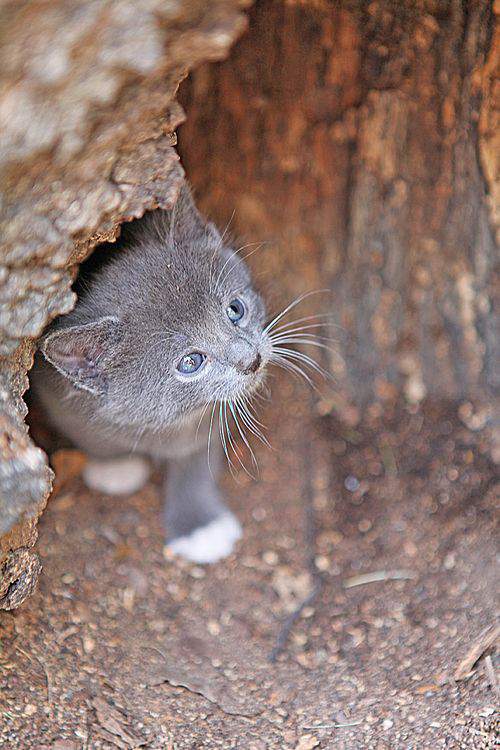 Blog kittens kitty2