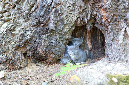 Blog kittens tree2