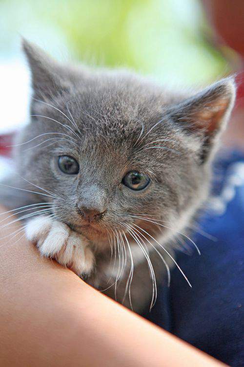 Blog kittens arms2