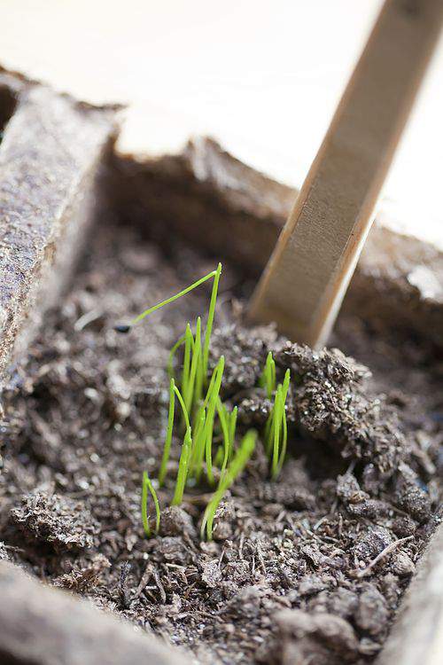 herb garden sprouts