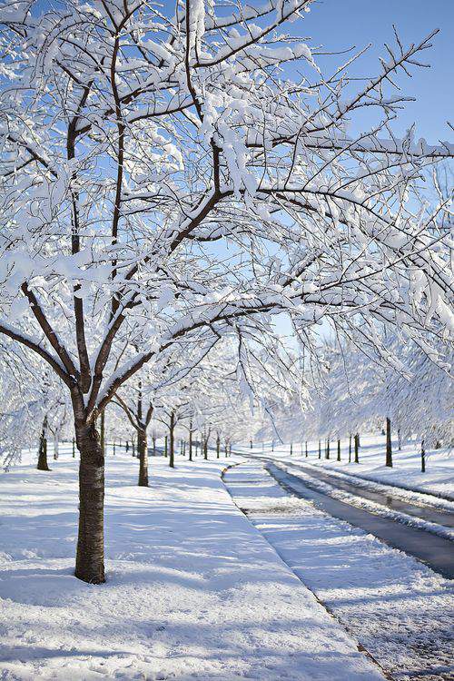 cherry blossom winter