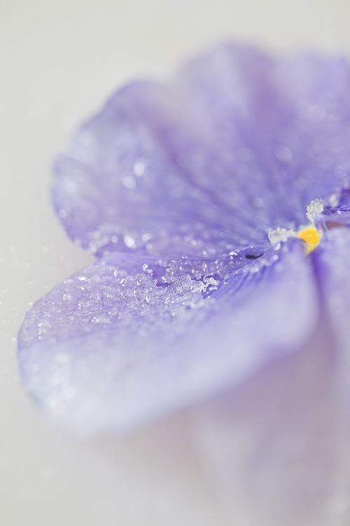 crystalized pansy 