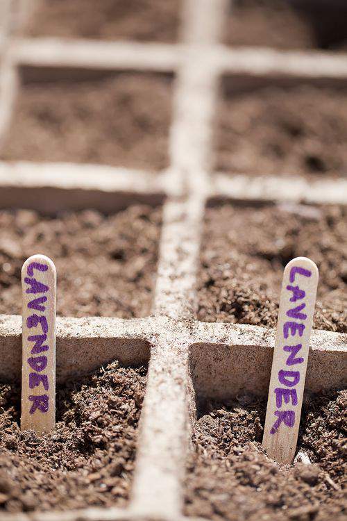 lavender seeds in soil