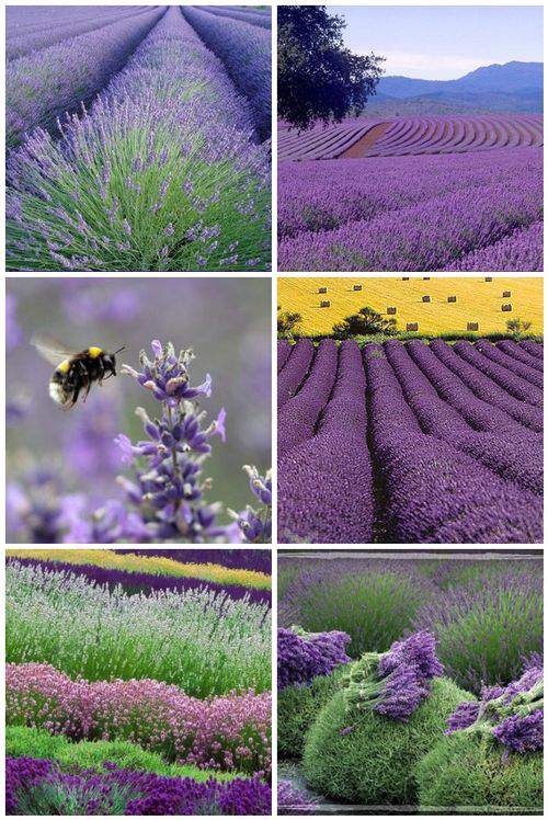 lavender fields 