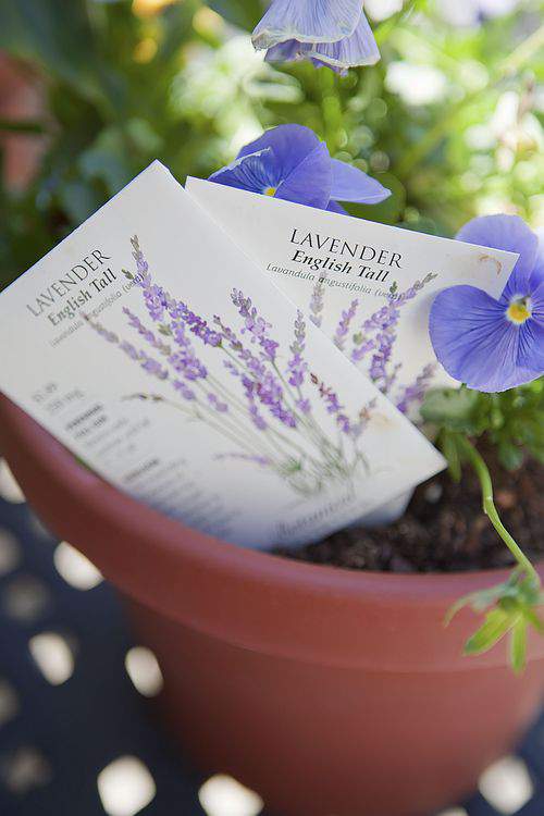 lavender seeds