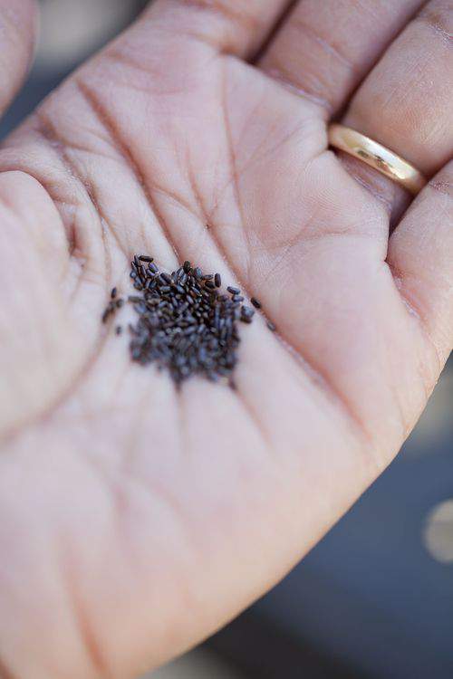 lavender seeds in hand