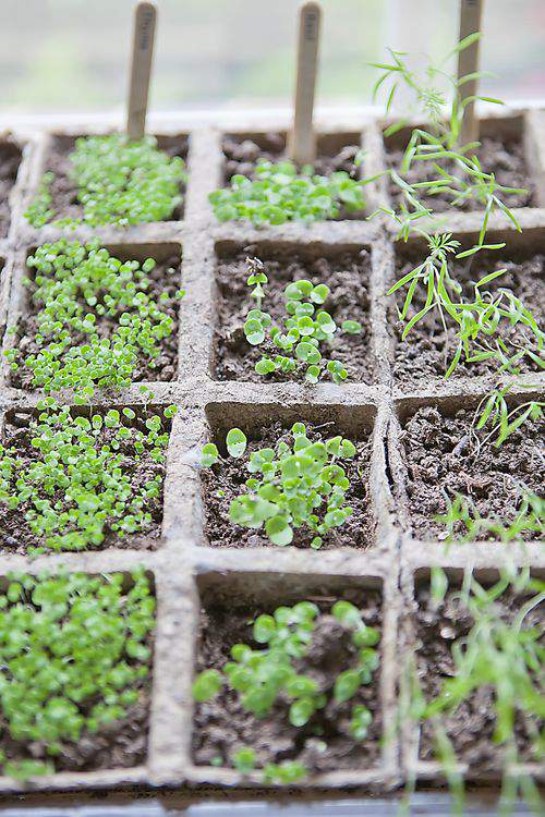 Herb garden growth