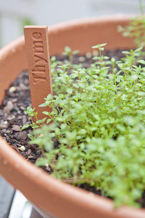herb garden thyme