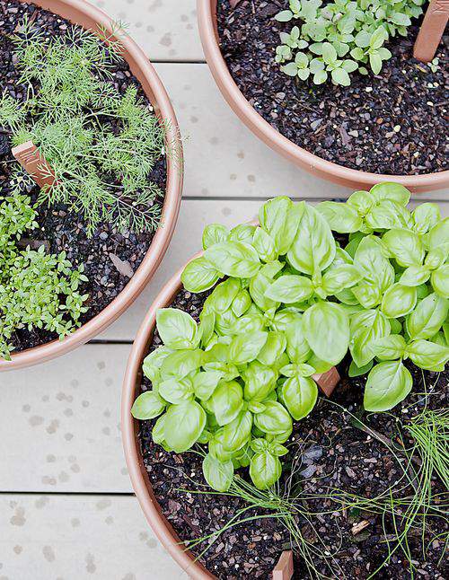 Herb garden bowls