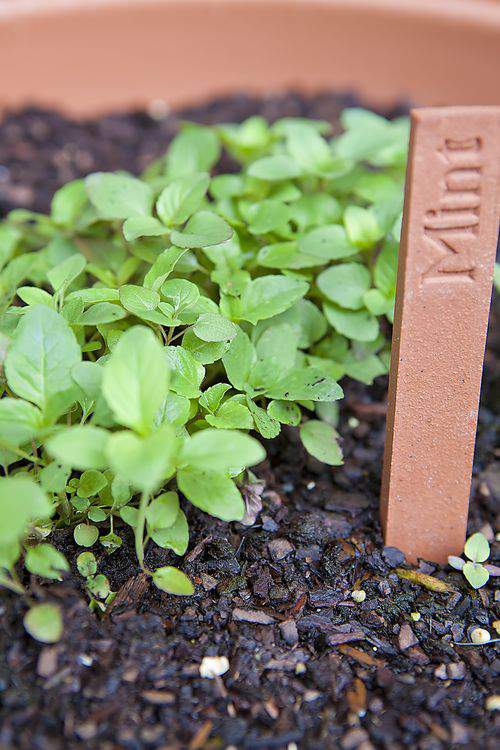 herb garden mint