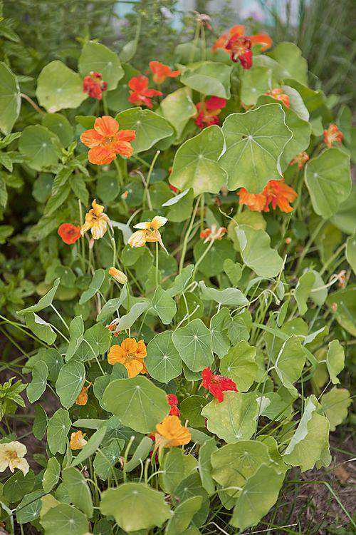 nasturtium garden