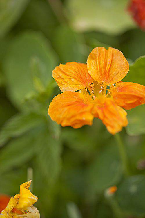 nasturtium petal