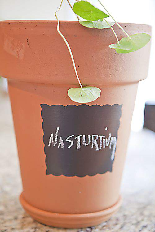 Nasturtium plant and pot