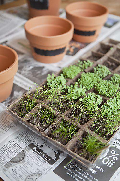 herbs to plant