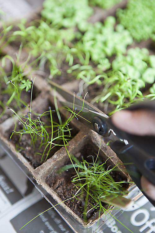 peat pots