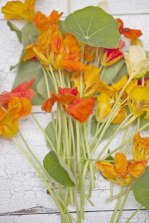 nasturtium flowers