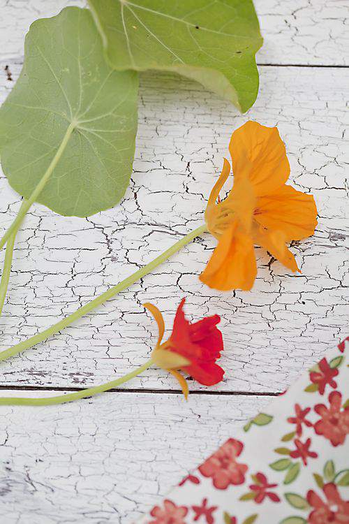 nasturtium stem