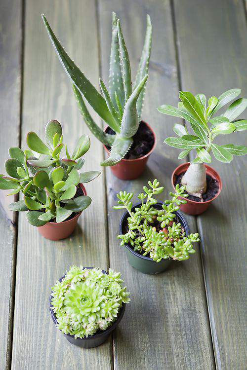 succulent plants