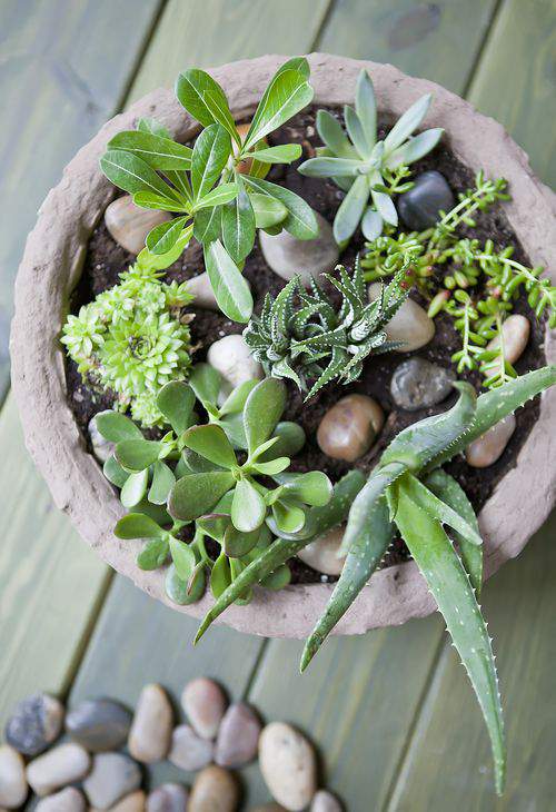 container garden with succulents