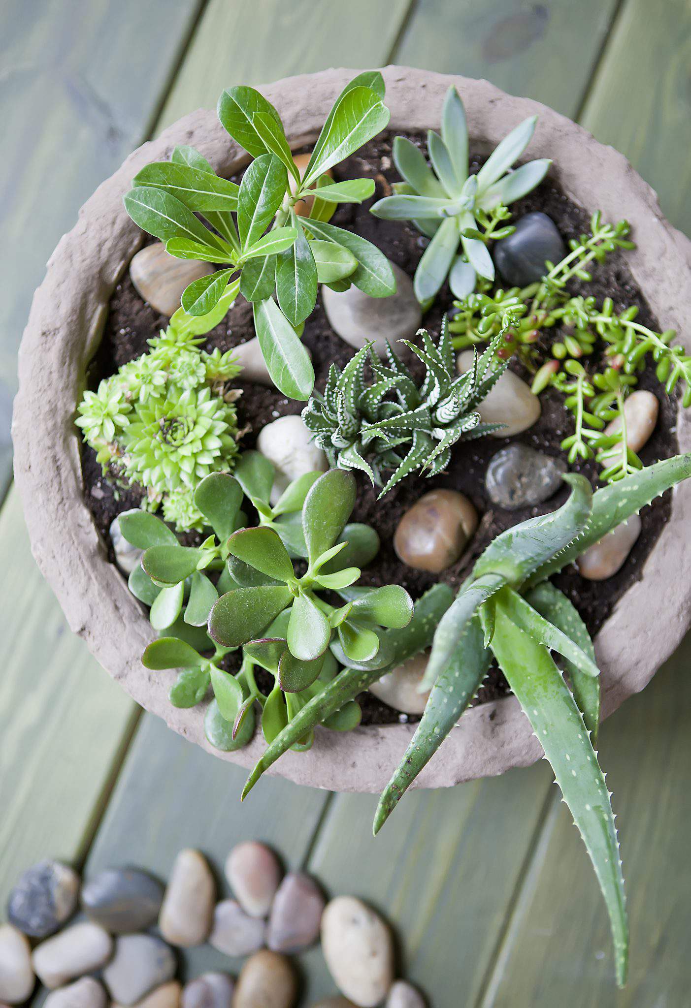 How To Create A Succulent Garden Celebrate Creativity