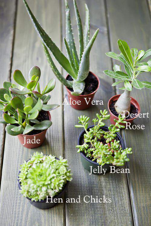 Succulent plant variety