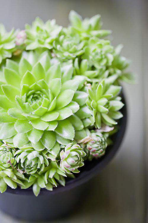 Hens and Chicks