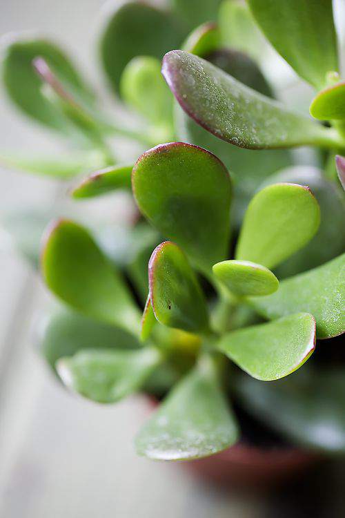 Jade succulent plant