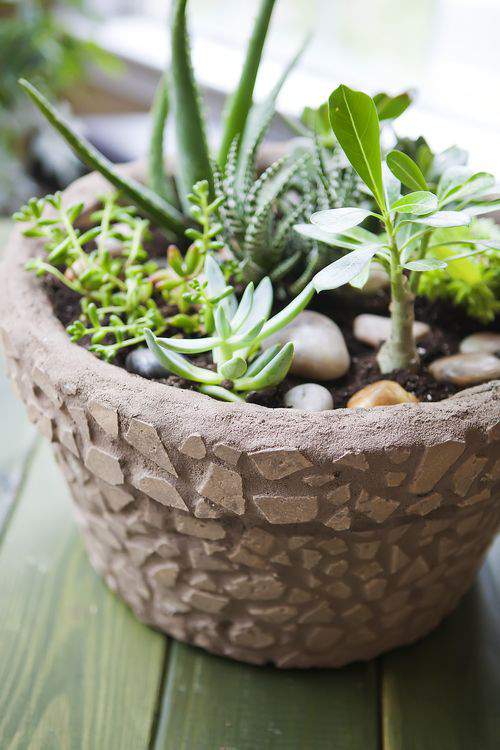 Succulent garden with mosaic pot