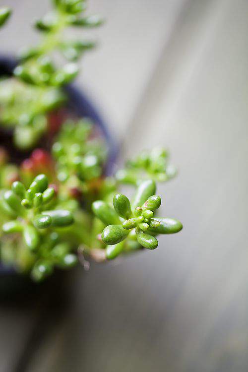 Jelly Bean succulent plant