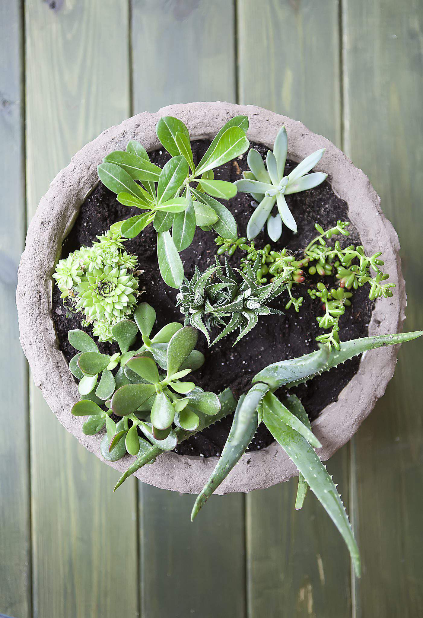 Planting Large Pots with Succulents 