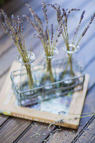 Lavender stems