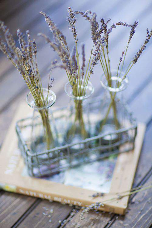 Lavender stems