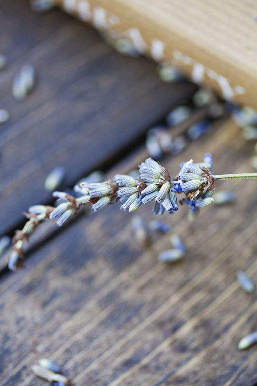 Blog french lavender closeup