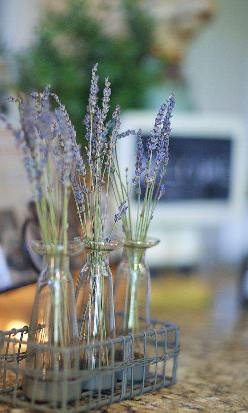 kitchen lavender