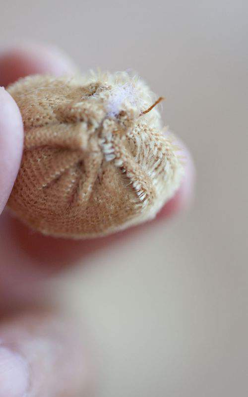 closed soft acorn