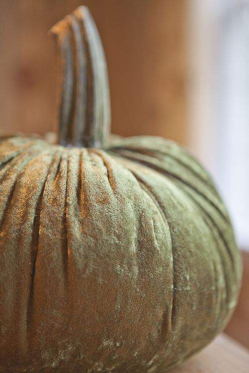 soft pumpkin with stem