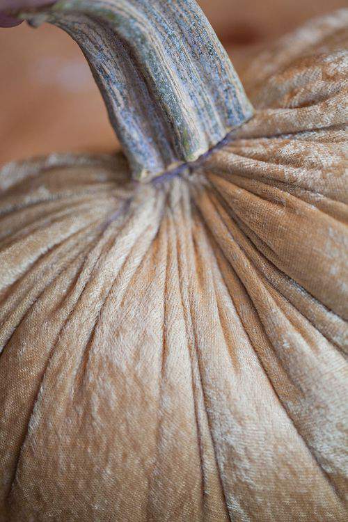 soft pumpkin stem 