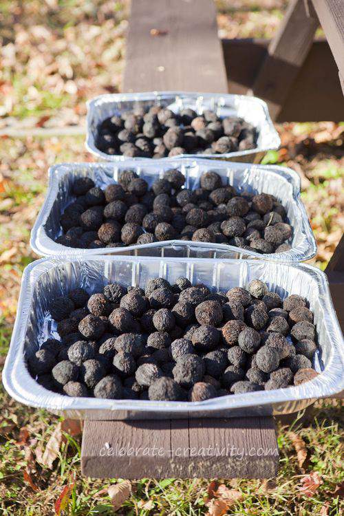black walnut curing process