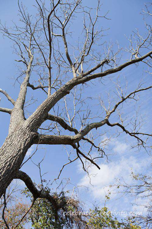 black walnut tree