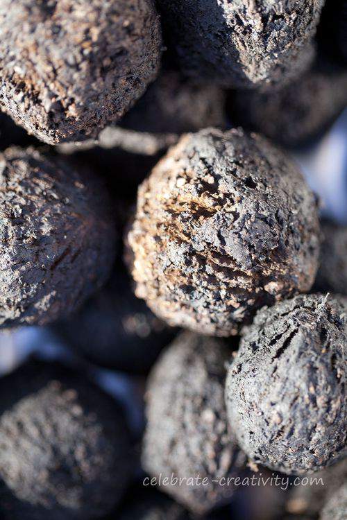 black walnut close-up