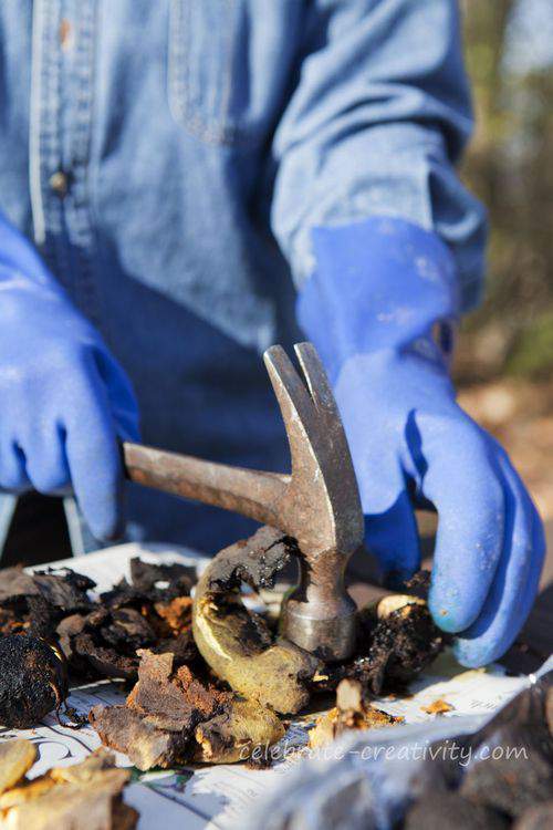 cracking open black walnuts